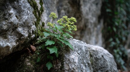 Small green plant grows robustly between rocks in a tranquil forest showcasing natures resilience.