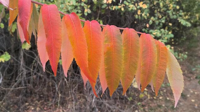 Close-up of sumac branches with vibrant autumn leaves transitioning from green to red. Set in a forest with soft sunlight and a winding path, this image captures seasonal beauty and natural detail.