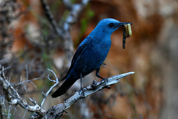 Blue rock thrush male with centipede and caterpillar in its beak // männliche Blaumerle mit Skolopender und Raupe im Schnabel (Monticola solitarius) 