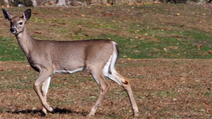 Mountain wildlife, Deer grazing in grass field in small mountain town, Morris Pennsylvania. Close view of Deer 