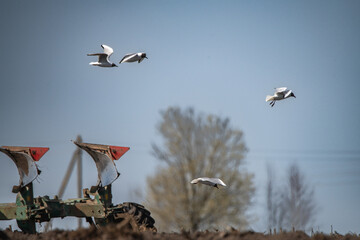 Red tractor plowing a field with flying birds in the background, showcasing agricultural activity and the beauty of rural landscapes in a sunny environment