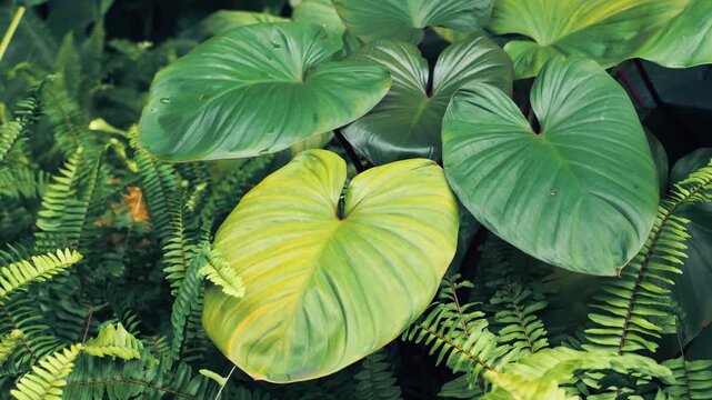 Footage of Homalomena rubescens (Roxb.) Kunth or Queen of Hearts Plant and Ferns in gentle sunlight