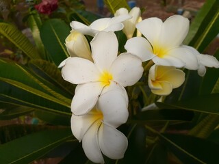 Kamboja pengantin (Plumeria pudica) flower in the garden. Also known as Bridal bouquet, White frangipani, Fiddle leaf plumeria, Wild plumeria.