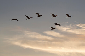 Group of herons flying over the sky, with clouds in the background at sunset