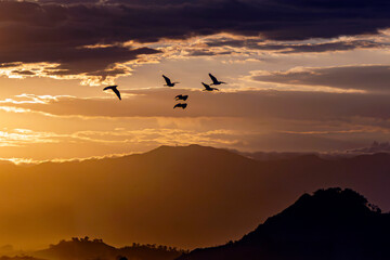 Group of herons flying over the sky, with clouds in the background at sunset