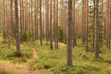 Obraz premium Forest
