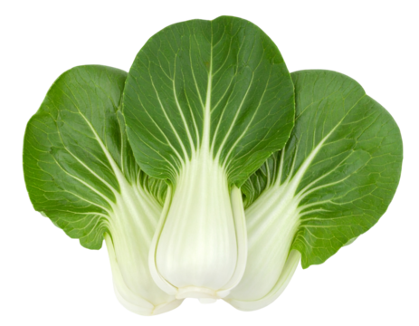 Crisp Bok Choy – Organic Green Vegetable PNG on Transparent Background