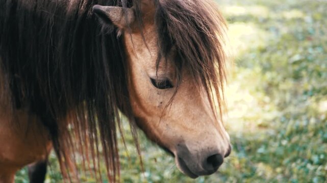 Color-graded footage of a pony in a field with a darker, moodier atmosphere achieved through post-production adjustments.