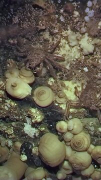 In the frigid depths of the White Sea, a spider crab named Hyas delicately navigates a vibrant seaweed leaf, foraging for sustenance among the rich marine life that thrives beneath the Arctic ice.