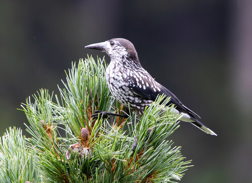 Tannenh&auml;her auf der Zirbe
