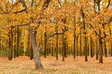 Autumn foliage on trees in the park.