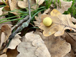 Oak apples or oak galls on oak leaves in an autumn park