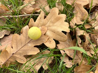 Oak apples or oak galls on oak leaves in an autumn park