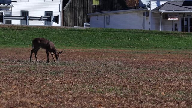 Mountain wildlife, Deer grazing in grass field in small mountain town, Morris Pennsylvania. Close view of Deer 