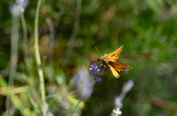 Orange Butterfly on Lavender Flower