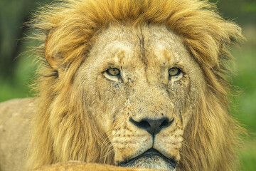 Majestic African Lion Portrait in the Wild