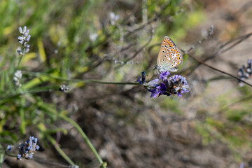 Butterfly on Lavender Flower