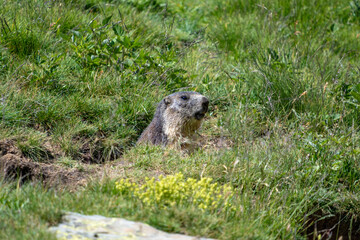 Marmot Peeking Out of Burrow in Grassy Field