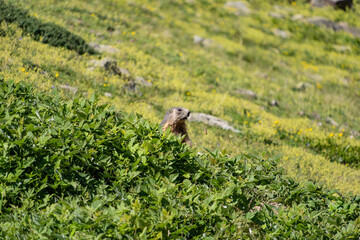 Marmot Peeking from Green Foliage on Hillside