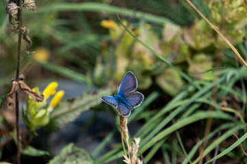Blue Butterfly Resting on Foliage