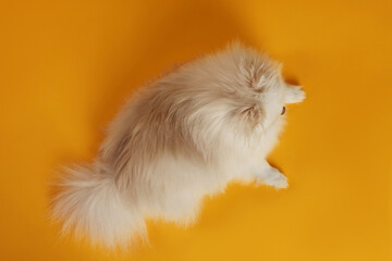 Cute fluffy Pomeranian dog on orange background, top view
