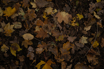 Fallen autumn leaves texture