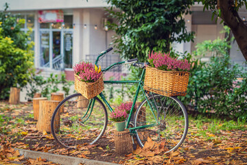 Retro bicycle with wicker baskets filled with purple flowers parked in autumn garden. Concept of cozy lifestyle, floral decoration, autumn vintage romance