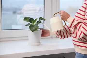 Woman watering green houseplant near window indoors, closeup