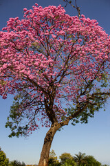 Detalhe de um ipê rosa muito florido com céu azul ao fundo.