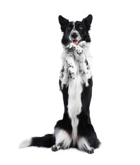 Fototapeta premium Cute Border Collie dog showing trick on white background