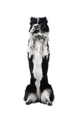 Cute Border Collie dog showing trick on white background