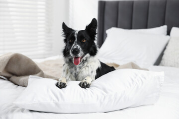 Cute Border Collie dog on bed indoors