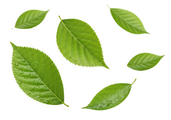 Fototapeta premium Fresh Green Leaves Isolated on White Background.