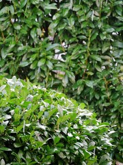 Gr&uuml;ne Hecken im Regen