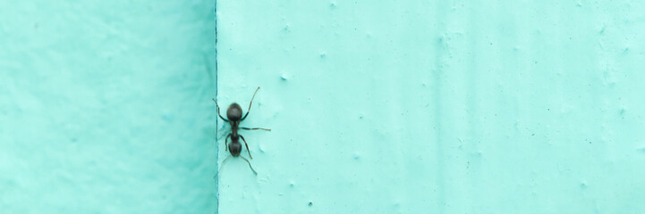 Ant climbing textured aqua surface in minimalist close-up.