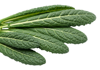 Lacinato Kale Bunch Fresh Green Leaves on White.