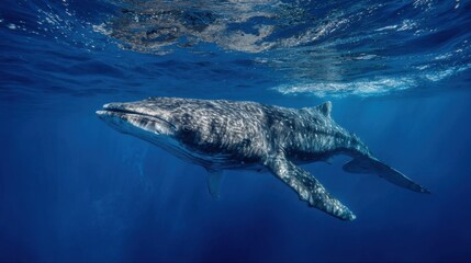 Obraz premium A giant whale swims serenely underwater showcasing its impressive size and beautiful patterns.