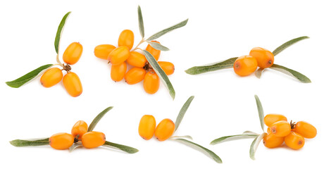 Sea buckthorn berries and green leaves isolated on white, set