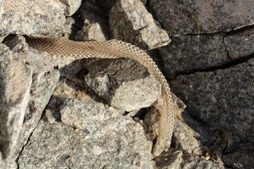 Empty snake skin on the stones. Wildlife scene, rocky background. Reptile ecdysis process, no animal. Snake change skin, nature photography