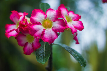 Obraz premium beautiful frangipani flowers in bokeh background in the morning
