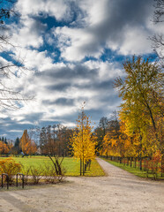 Late autumn in old public park, walking pedestrian alley among golden color trees, cloudy day 
