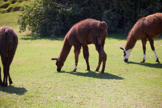 three lamas in zoo