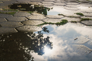 reflection of trees and sun on flooded paving blocks in the morning