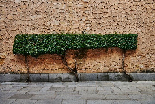 Detail of trimmed bushes against a wall of Alc&aacute;zar of Segovia, Segovia, Spain, Europe 
