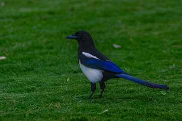 Fototapeta premium There is a magpie on the lawn