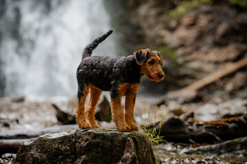 Airdale Terrier Welpe © ScullyPictures