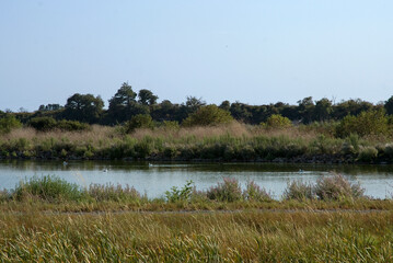 Réserve naturelle, Station de Lagunage, Rochefort, 17, Charente Maritime, France