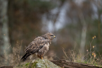 buteo buteo predator hawk bird