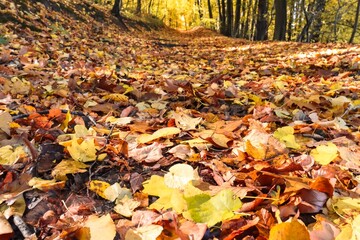 Sunlit Fall Leaves on Forest Ground, Closeup, Golden Fall Colors, Autumn Landscape, Colorful Leaves, Autumn Forest, Fall Scenery, Nature Photography, Canon EOS 250D, Canon EOS Rebel SL3