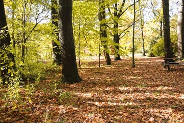 Golden Fall Foliage in Forest, Golden Fall Colors, Autumn Landscape, Colorful Leaves, Autumn Forest, Fall Scenery, Nature Photography